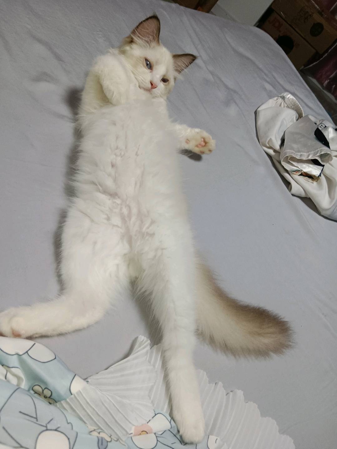 猫友们国庆节我都在家,五公里内有需要上门喂猫的可以联系我,我自己也有养小猫咪哦,我住在无锡市惠山区前洲镇哦
