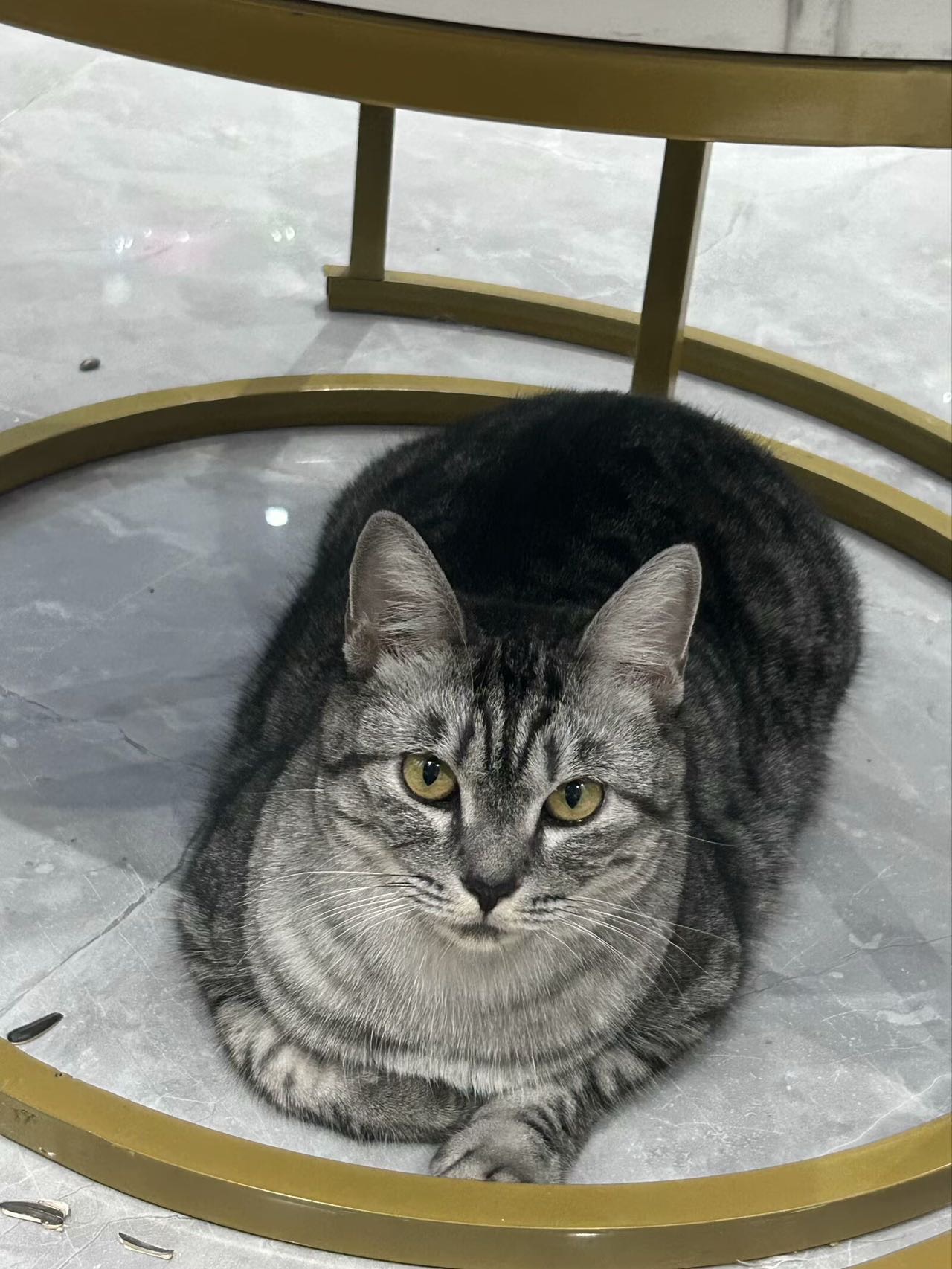 免费领养美短虎斑小母猫，三岁，已打疫苗、绝育，定期驱虫，吃比乐成猫粮，性格超乖，安静不闹腾，喜欢安静环境的朋友可以带走～…
