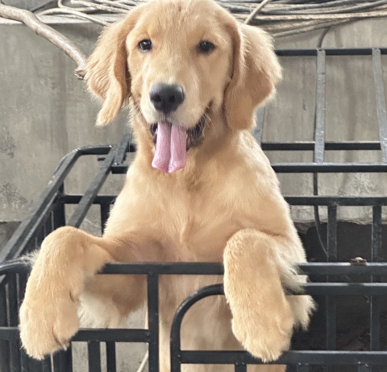 狗狗金毛犬