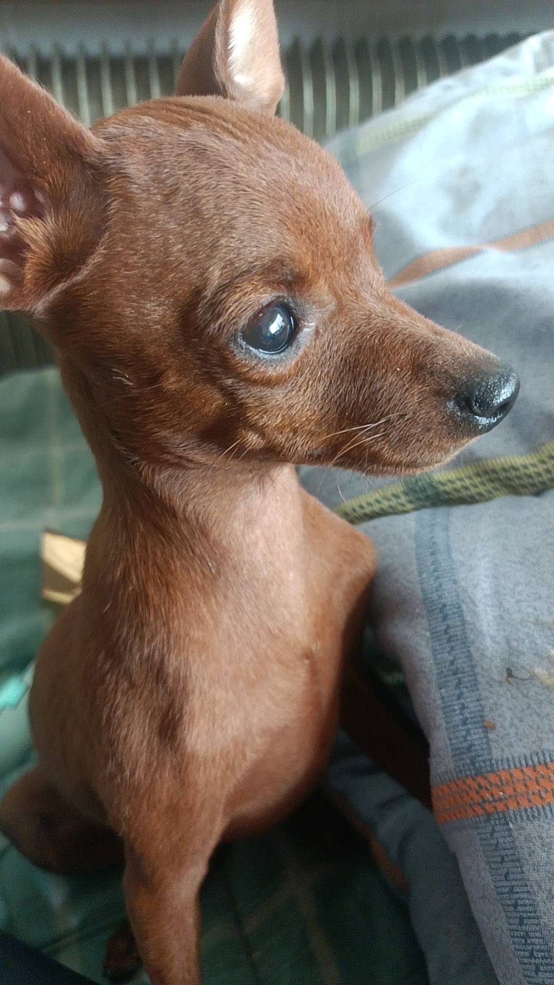 狗狗小鹿犬