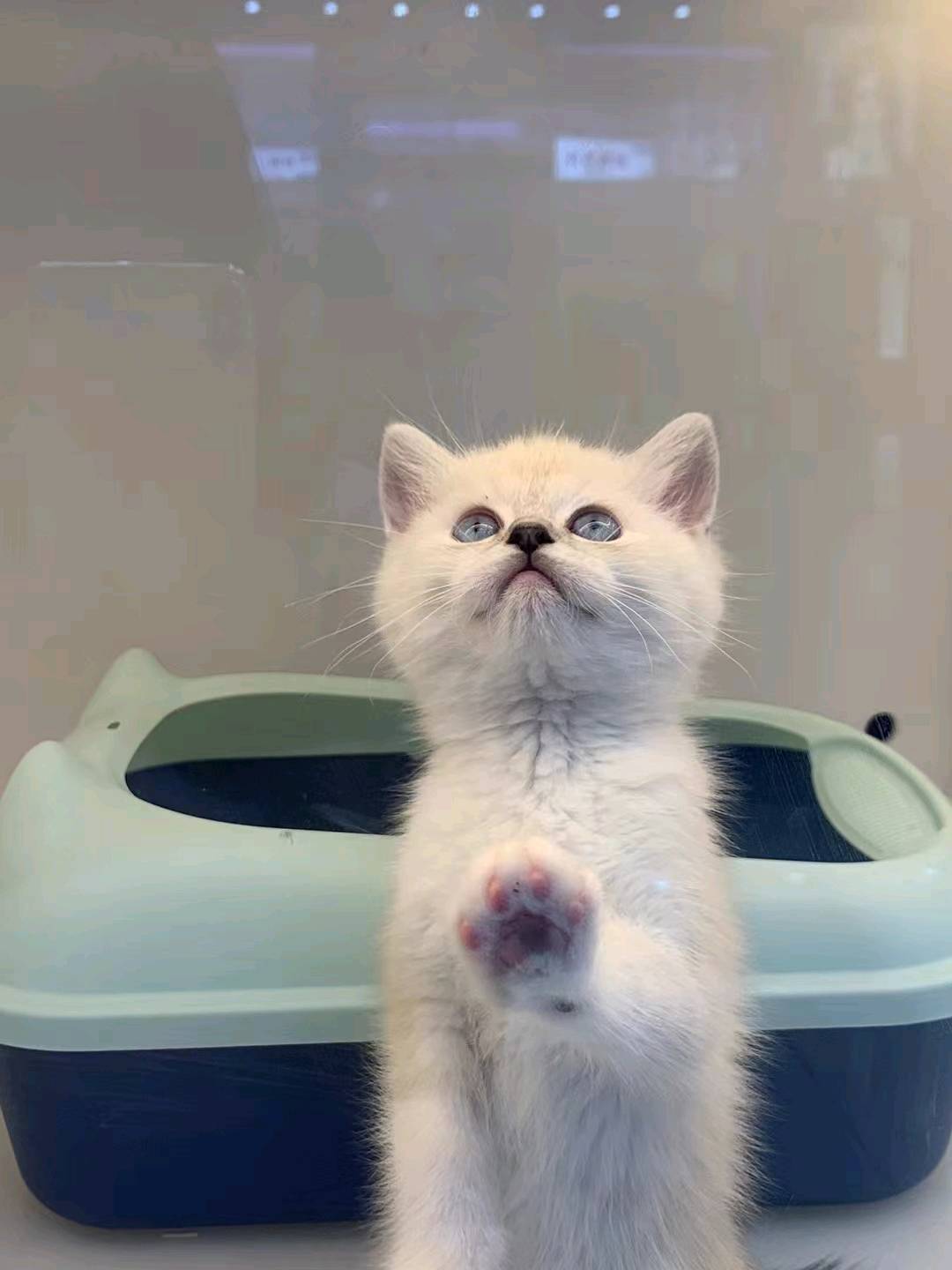 急！小猫找领养，家里猫咪生太多了养不过来， 都是*个多月的小猫 会用猫砂 会吃猫粮！！  性格都很好
找靠谱家庭领养、有爱心有责任心 不弃养
猫贩子勿扰 感兴趣点击 我想要私聊我