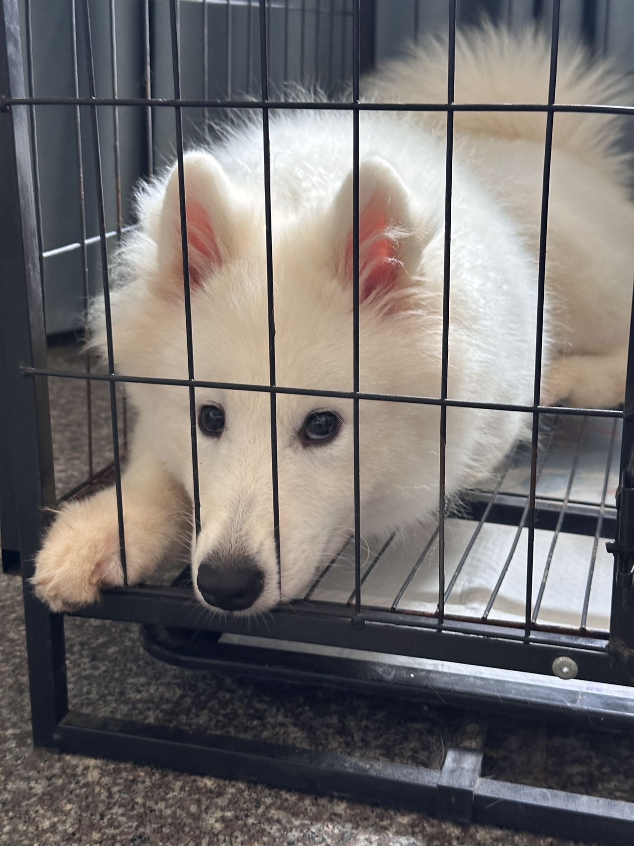 狗狗萌宠档案