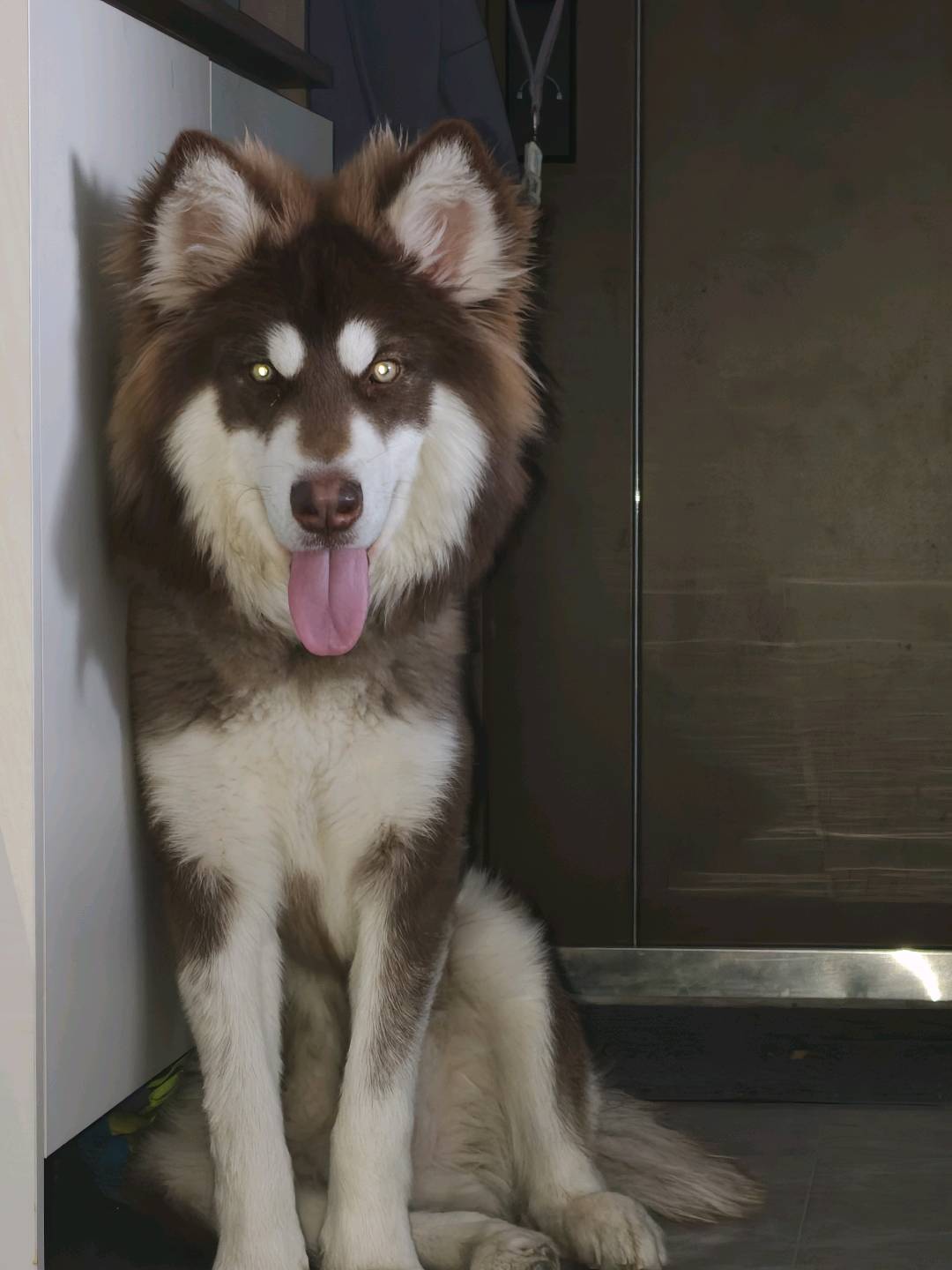 狗狗阿拉斯加雪橇犬