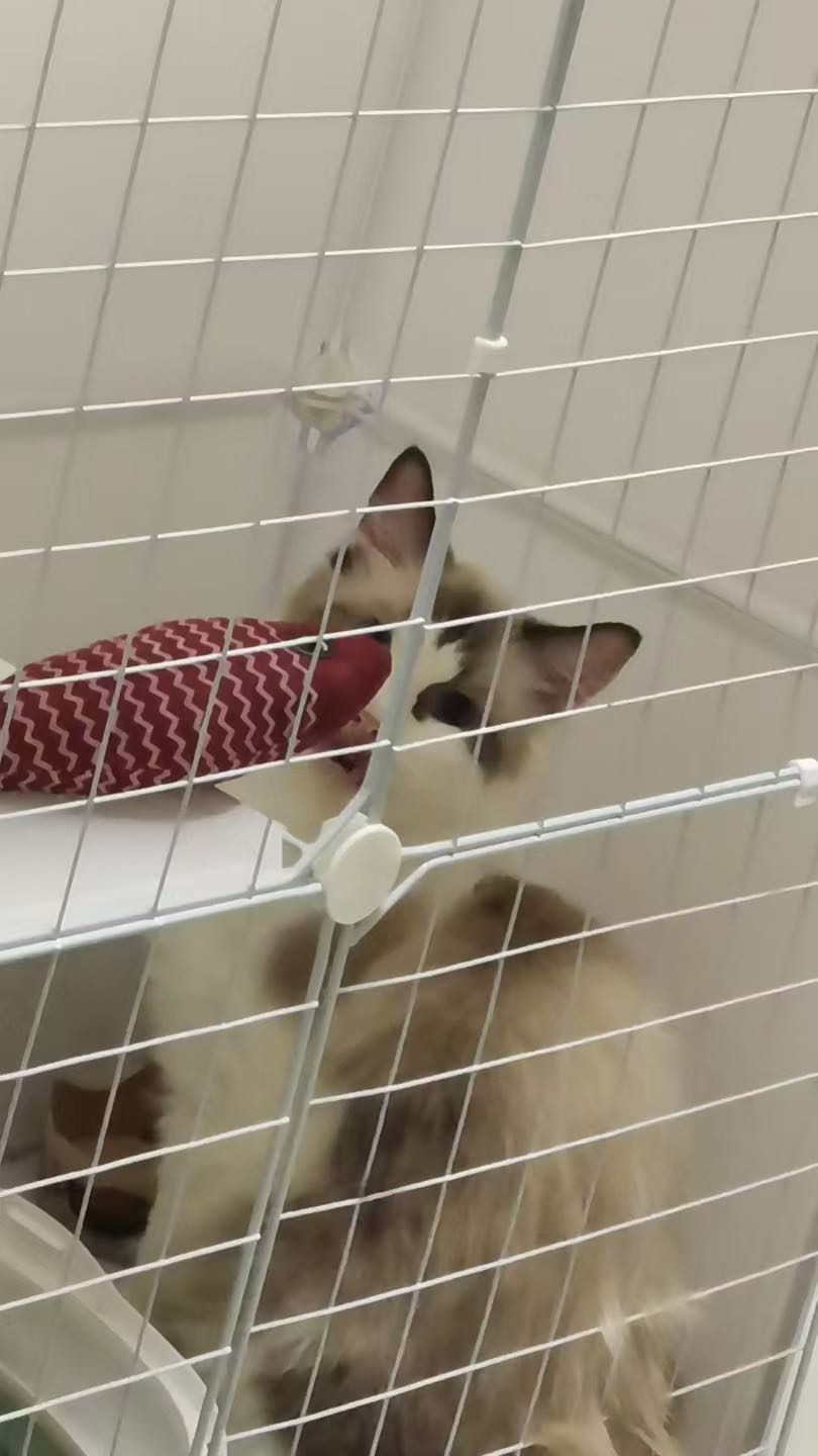 想给小猫找一个靠谱的主人 本人因个人原因照顾不到 希望在这里可以给他找一个主人