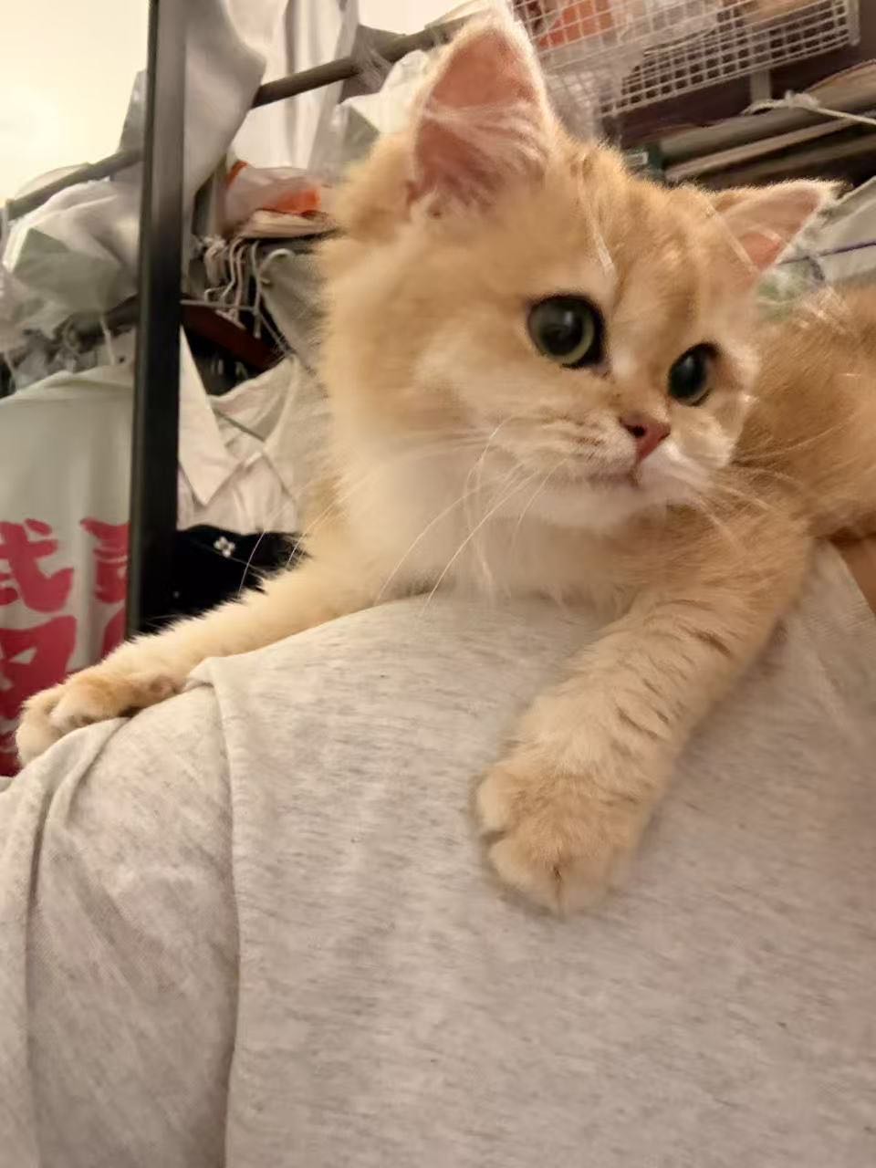 猫猫萌宠档案