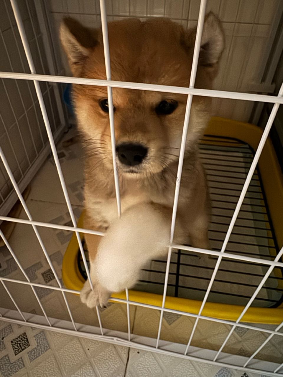狗狗萌宠档案