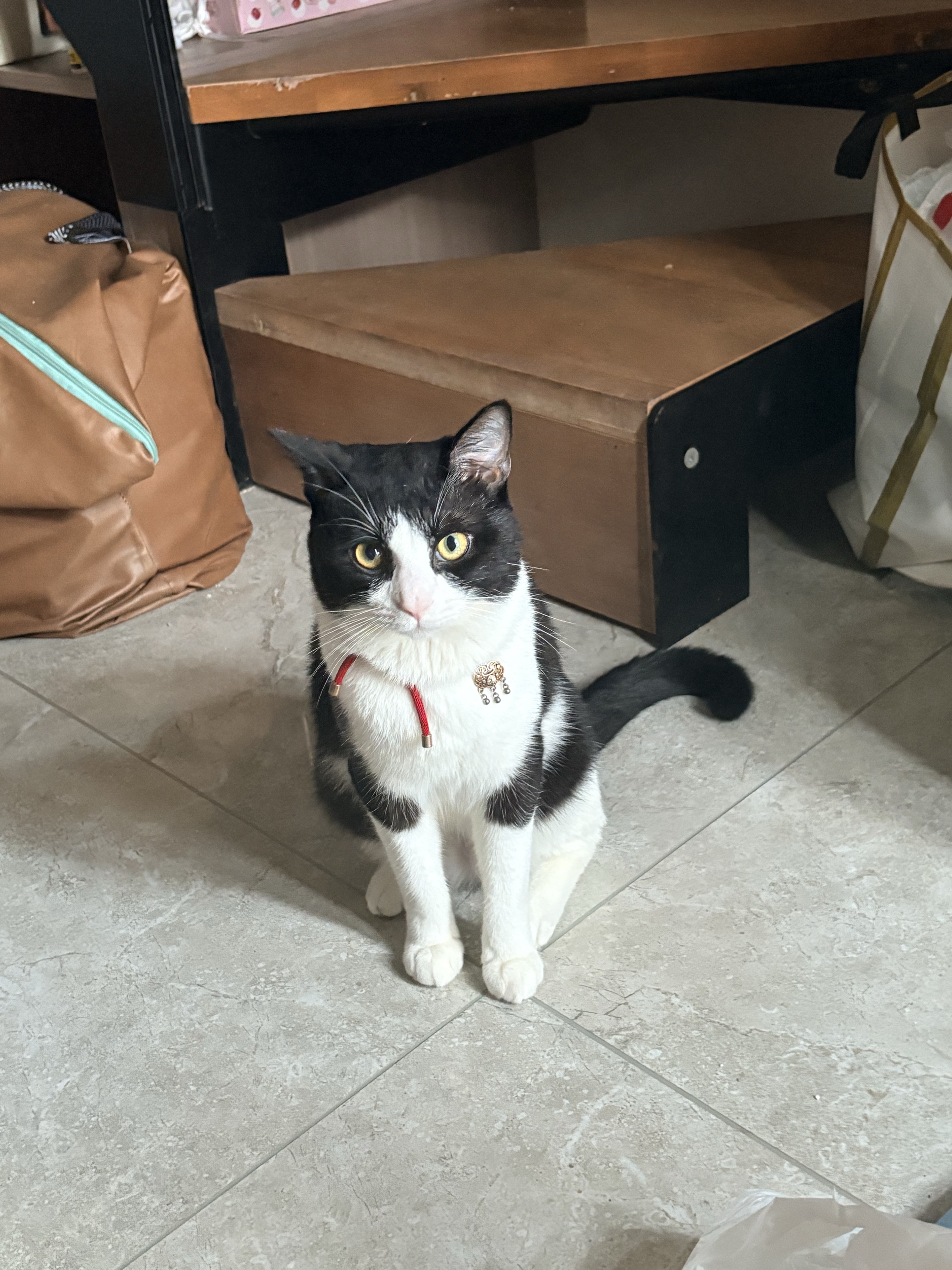 猫猫其它