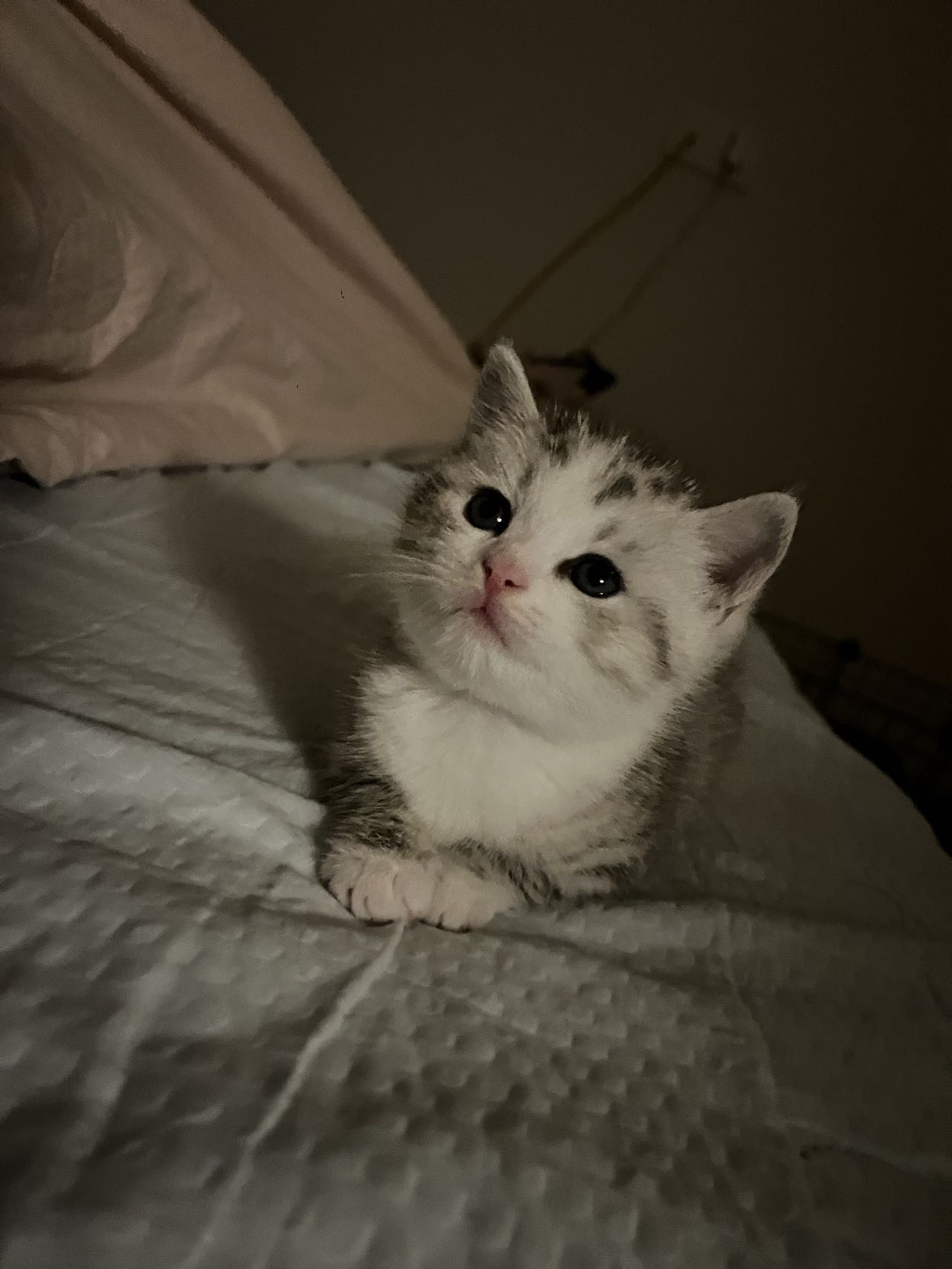 猫猫美国短毛猫