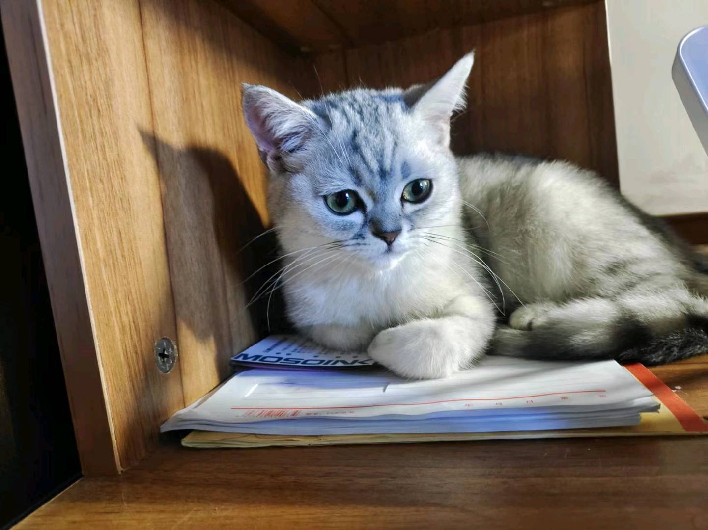 猫猫英国短毛猫