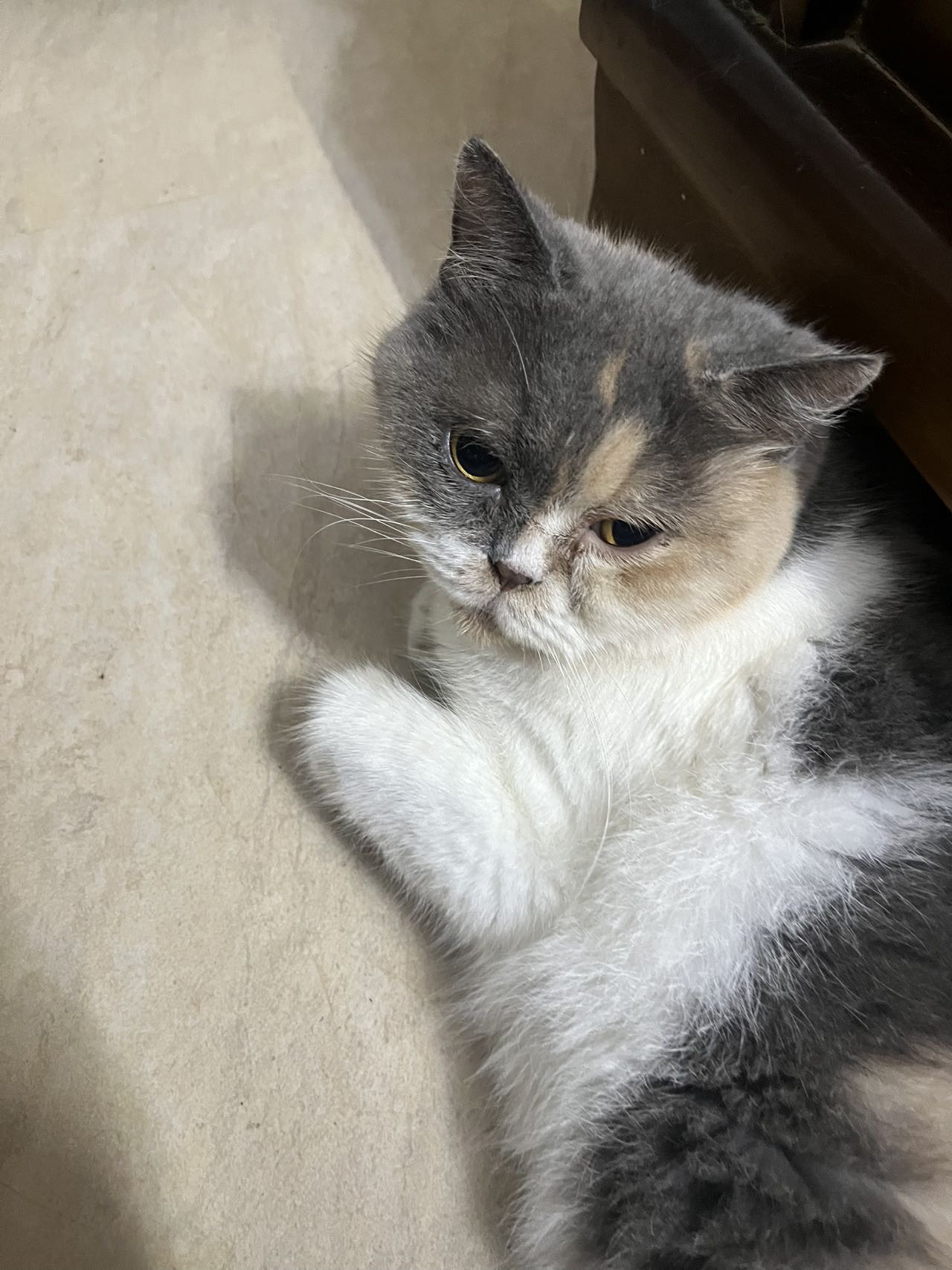 很黏人 听话 叫她回过来 会用猫砂盆 会吃猫粮