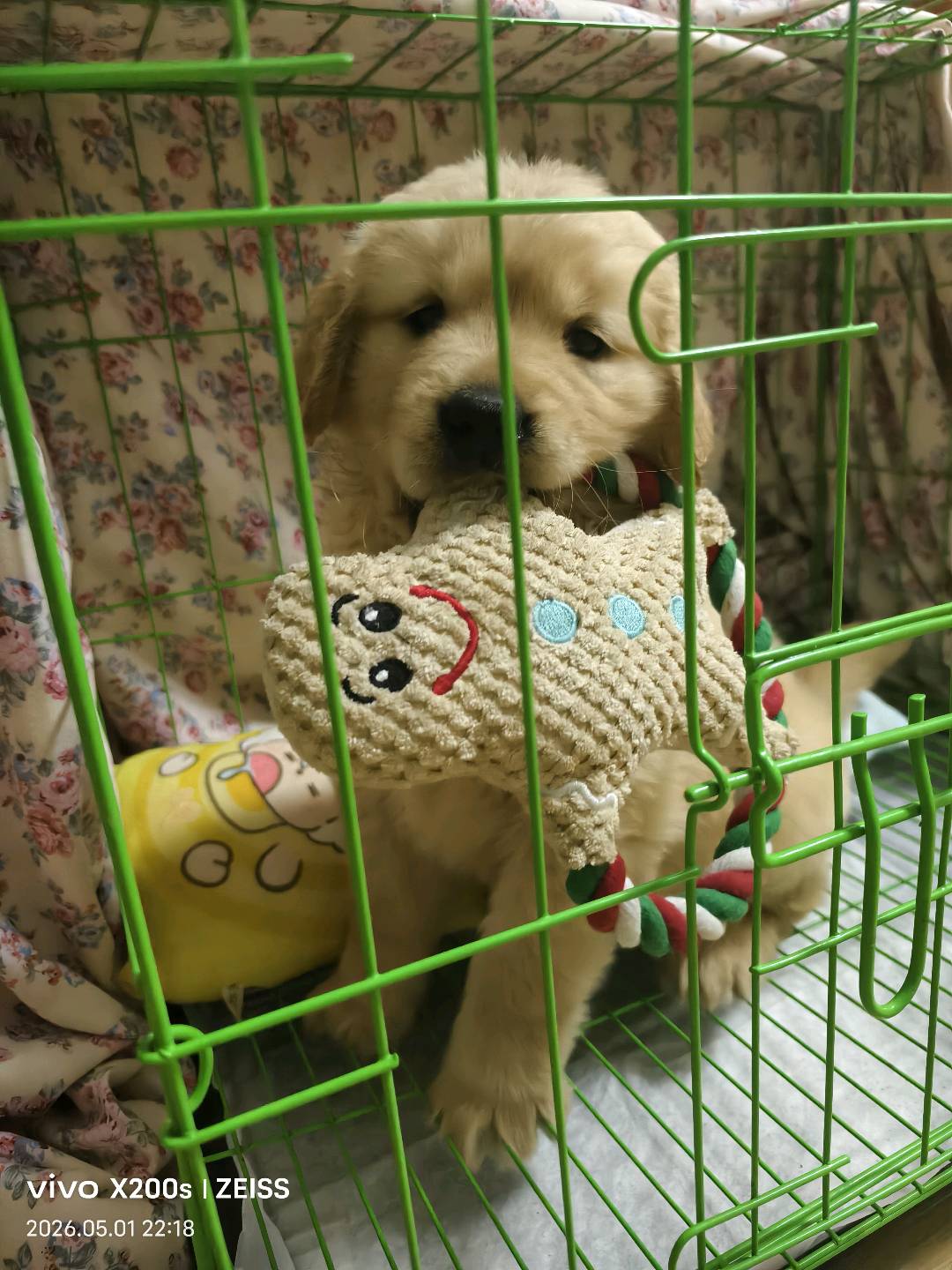 狗狗金毛犬