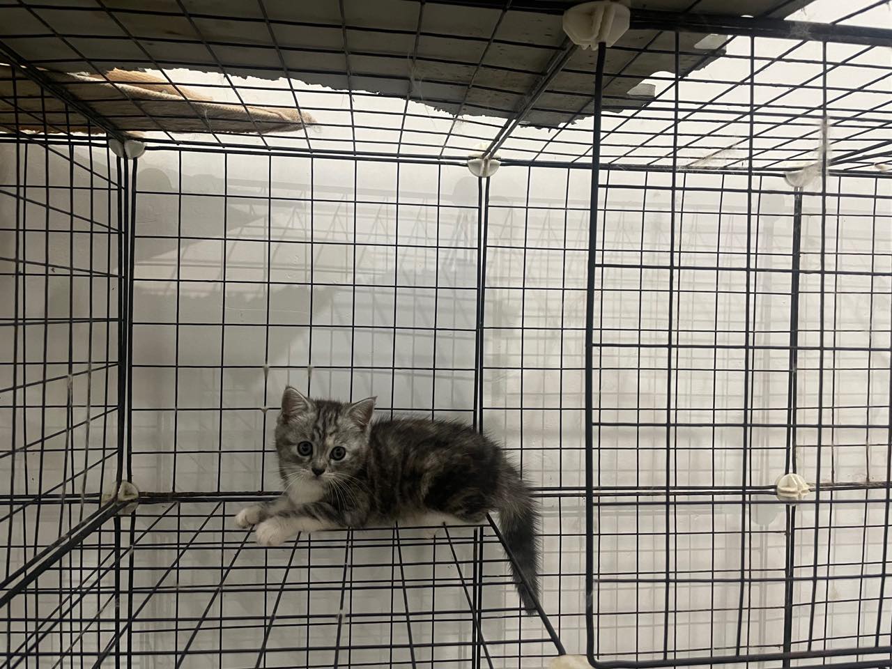 自家生养，独生女，三个多月，会用猫砂，可吃猫粮，无偿领养。