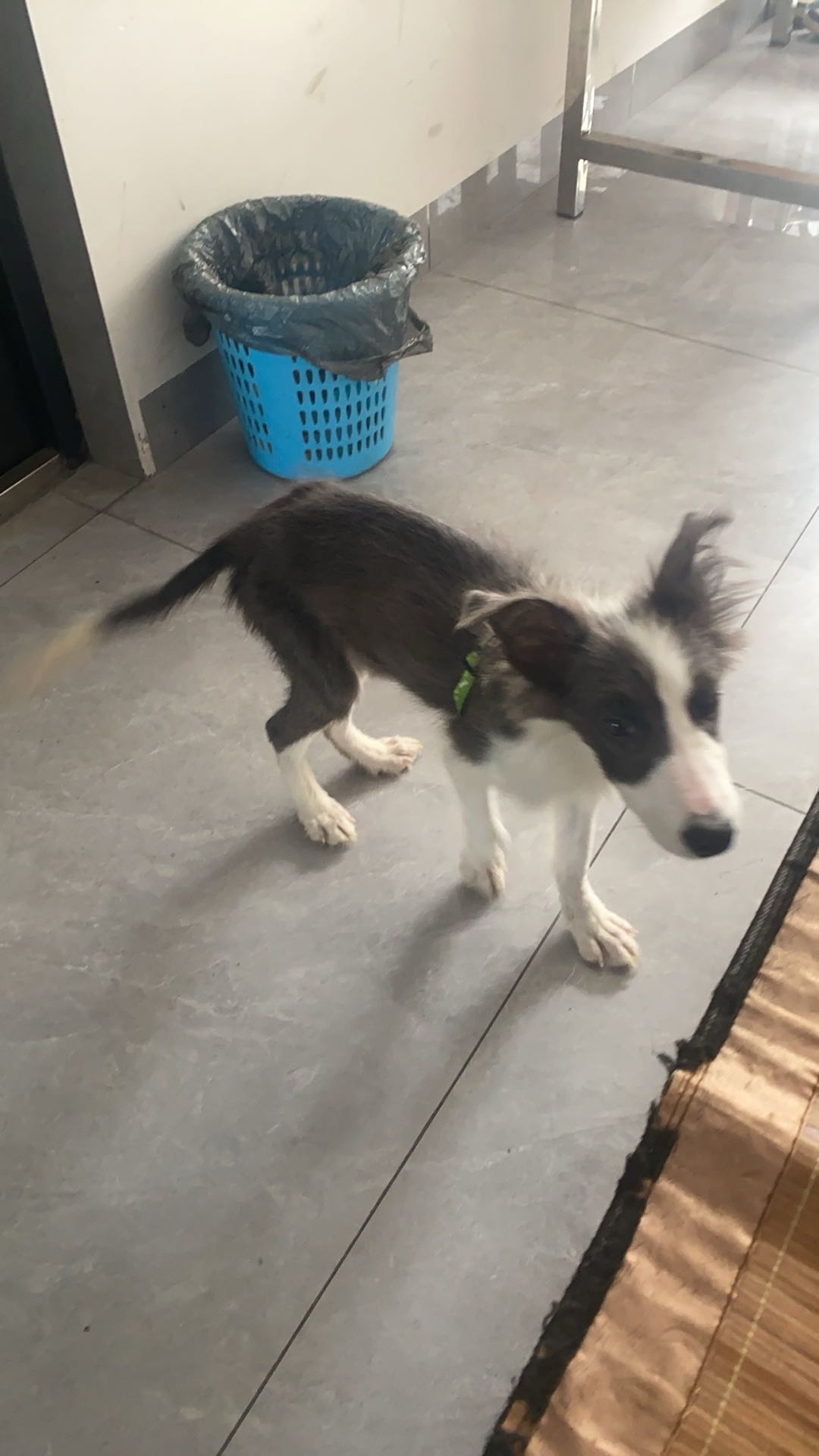 狗狗边境牧羊犬
