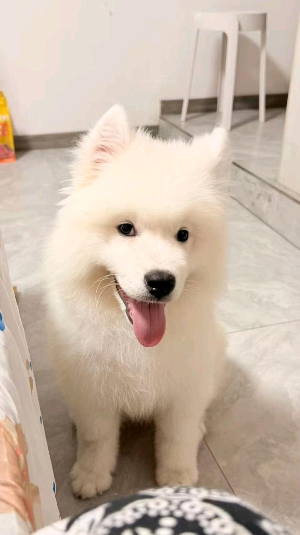 狗狗萨摩耶犬