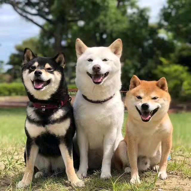 出售纯种，柯基幼犬，柴犬幼犬，拉布拉多幼犬，博**犬，金毛幼犬，边牧幼犬，阿拉斯加幼犬，比熊幼犬，马犬幼犬，德牧幼犬，泰迪幼犬，蓝猫，美短，渐层，缅因，布偶等猫咪狗狗，都两个月以上，疫苗驱虫齐全！有意者加好友私聊，**（mqs零八一零零四五二）联系客服看视频挑选，价格便宜