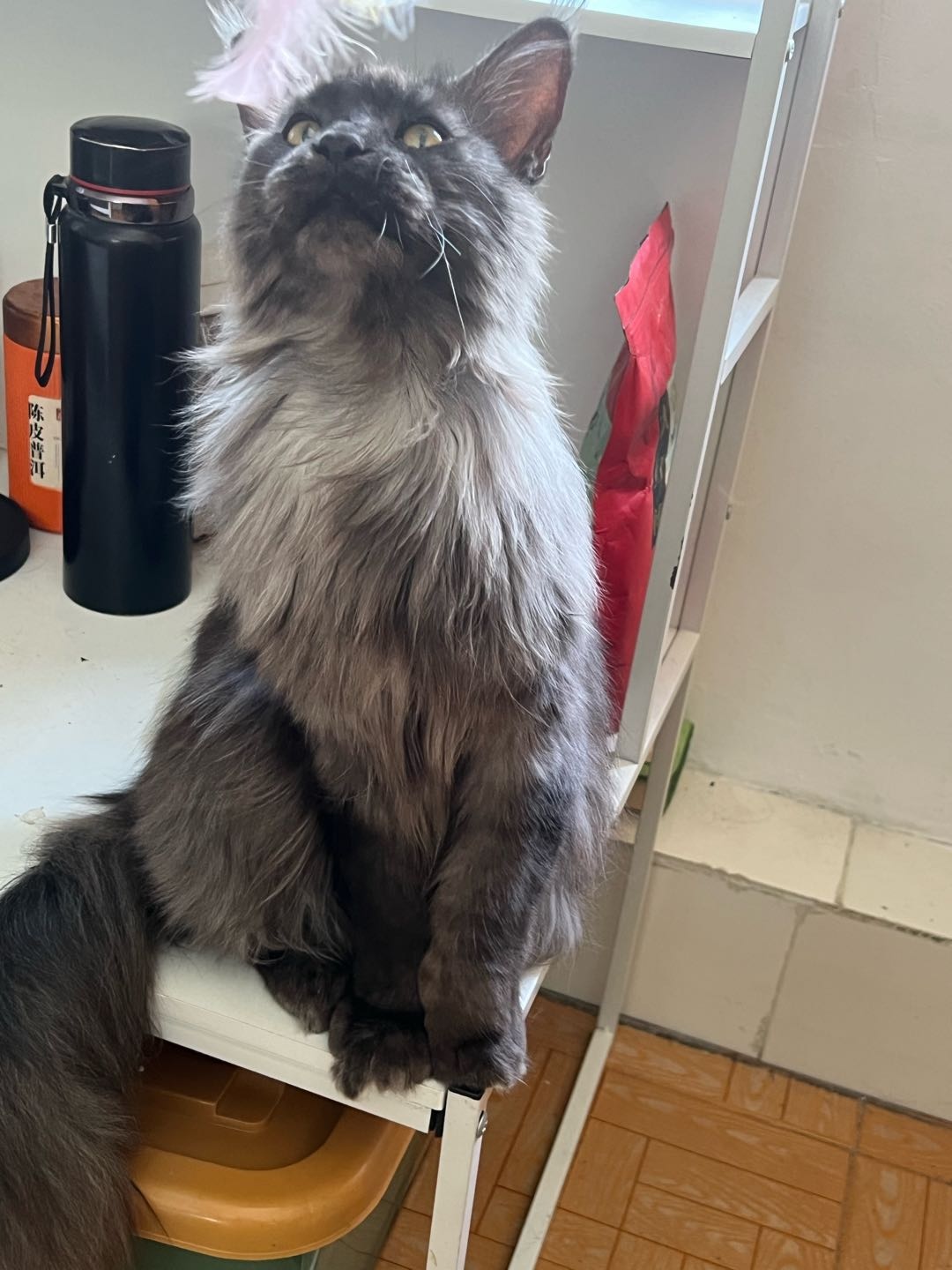 猫猫缅甸猫