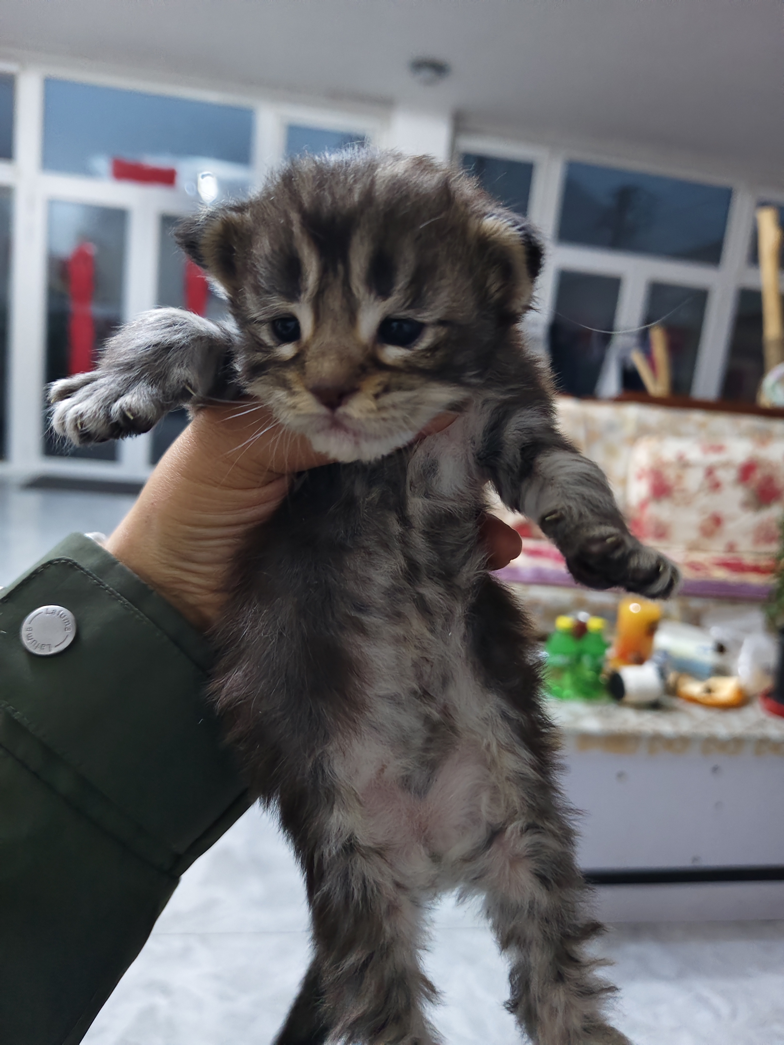 猫猫缅甸猫
