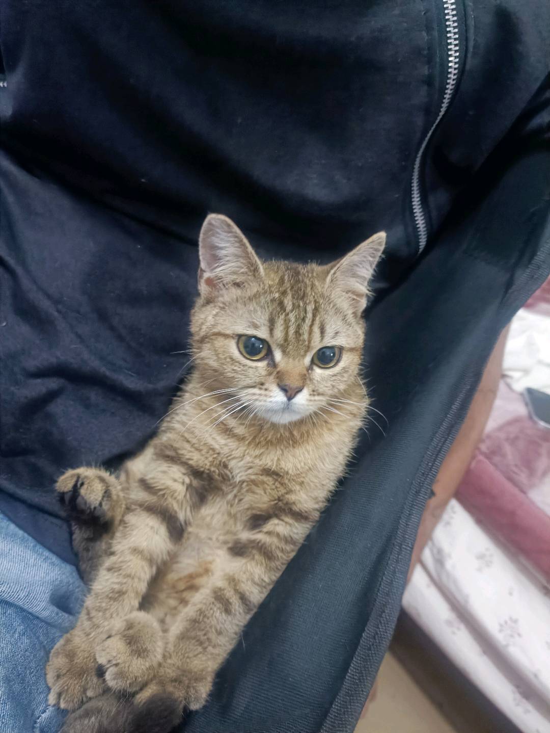 猫猫其它