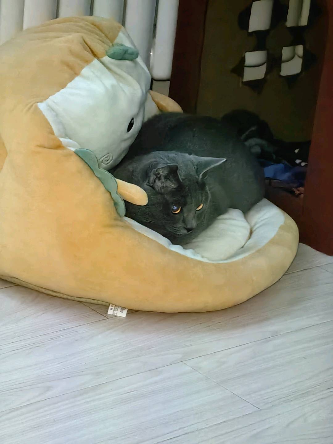 纯种蓝猫弟弟找新家，**个月大公猫，已打狂犬疫苗和联苗，完成体内驱虫，性格温顺爱玩，毛色纯正，身体健康。同城自提优先，孩…