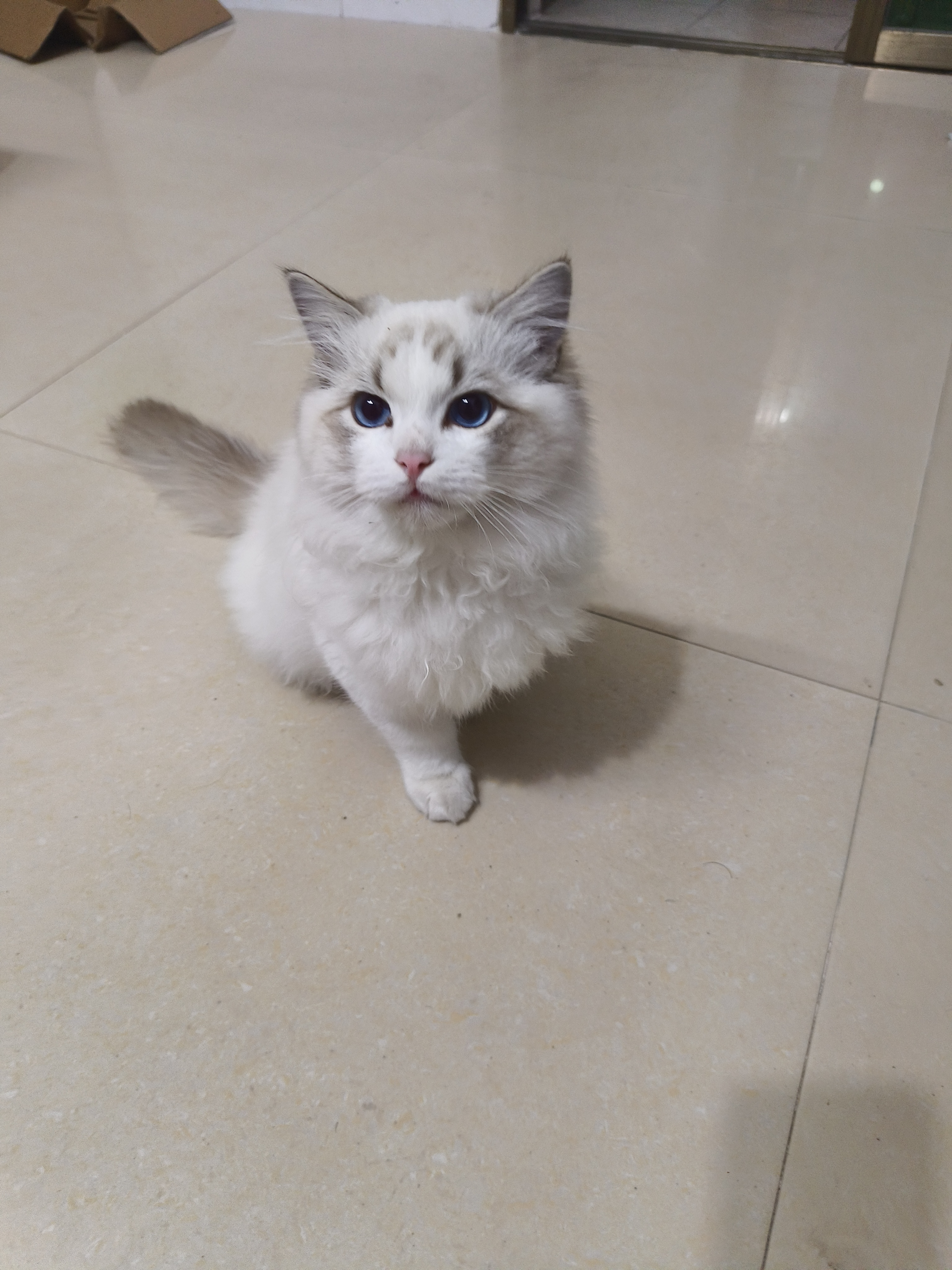 猫猫布偶猫