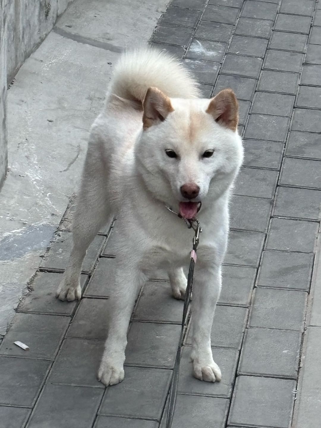 达人动态