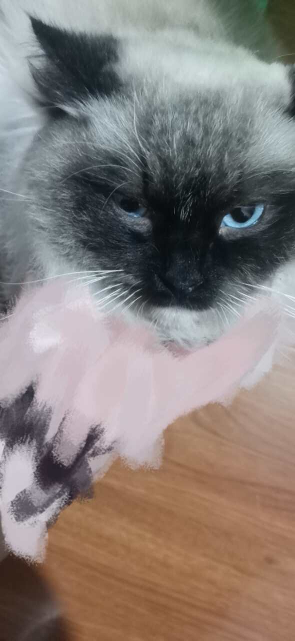 猫咪是重点色弟弟，是朋友家的去外地，我要搬家新房东不让养猫咪，只能给她找个好主人，不抛弃有病要去医，小偿领养喜欢的来
