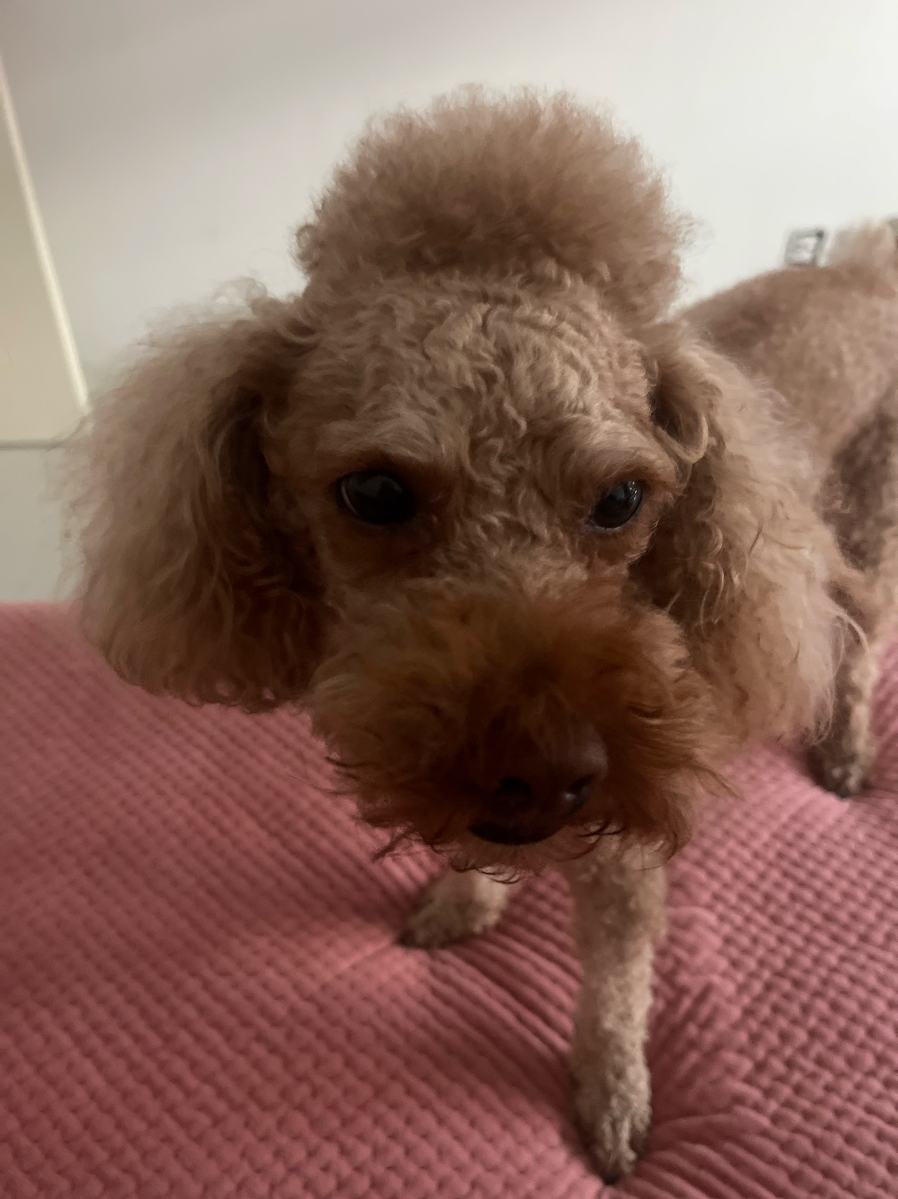 狗狗萌宠档案