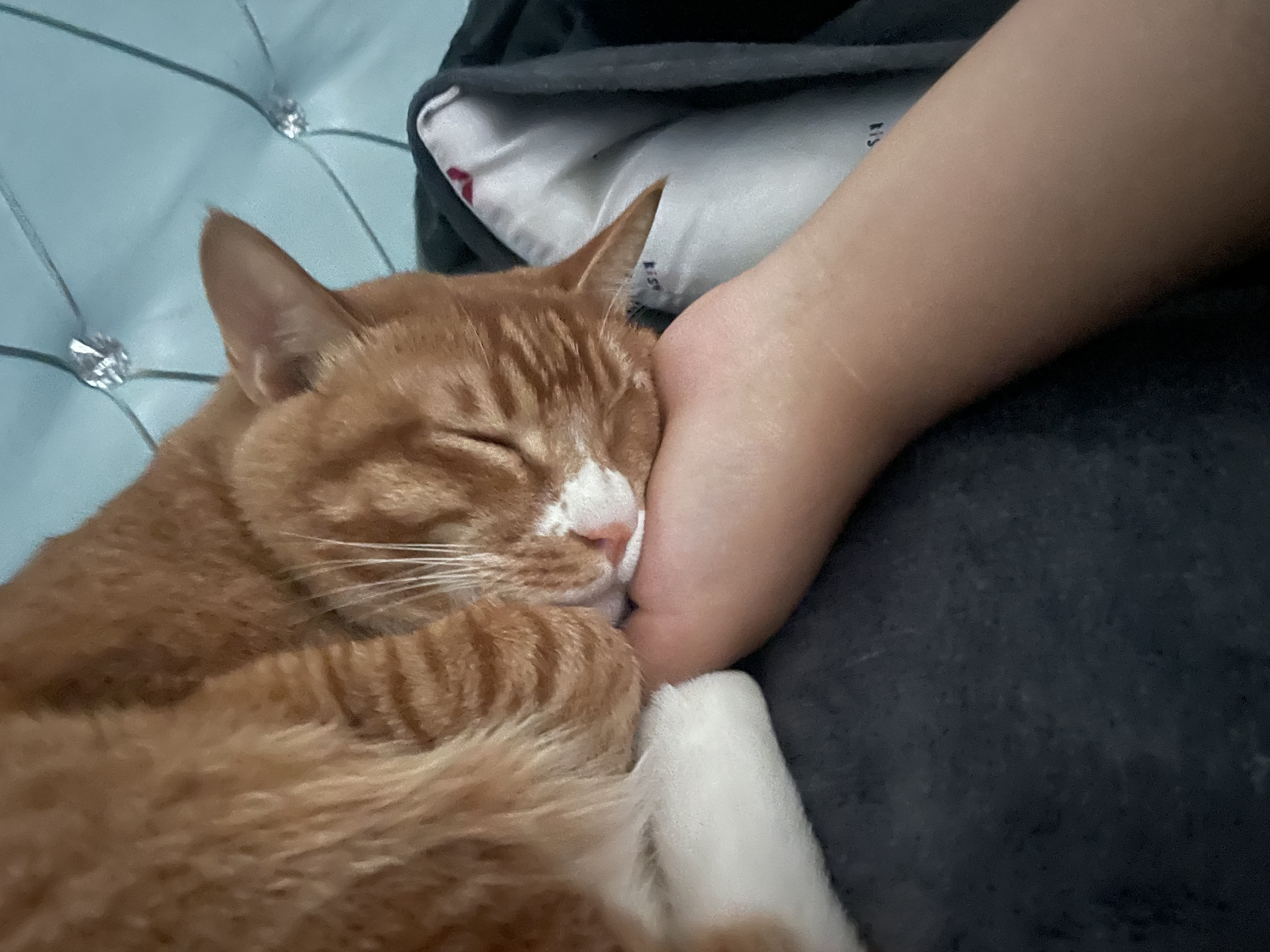爱刨食盆 爱跑酷 胆小个肥猪咪咪一只