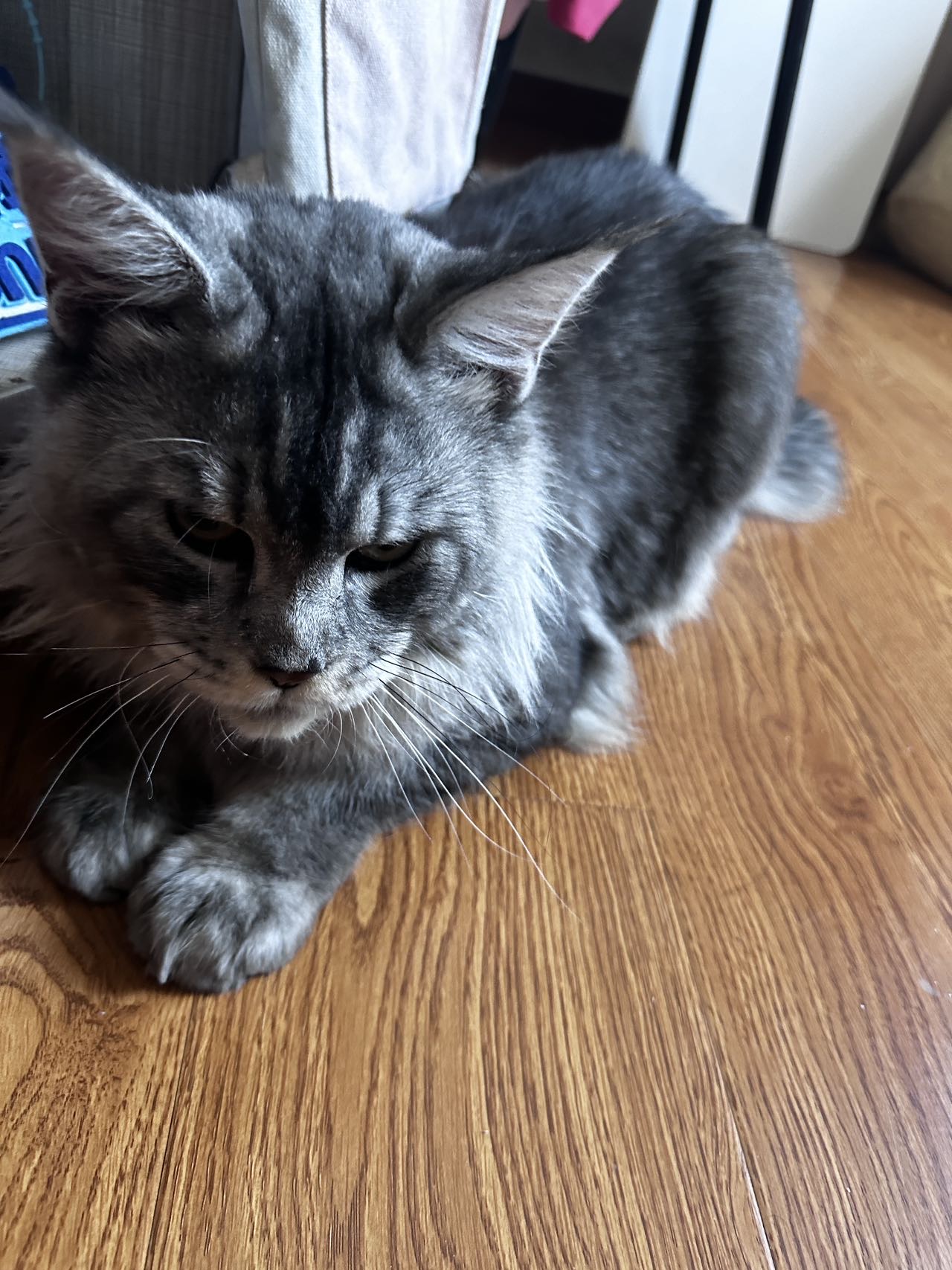 猫猫缅因猫