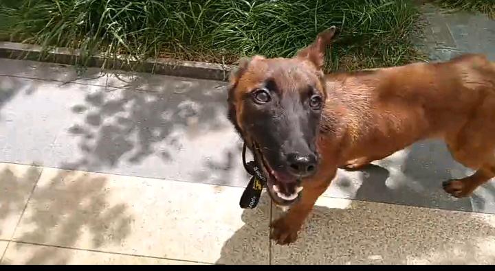 爆红马犬。5个月零11天