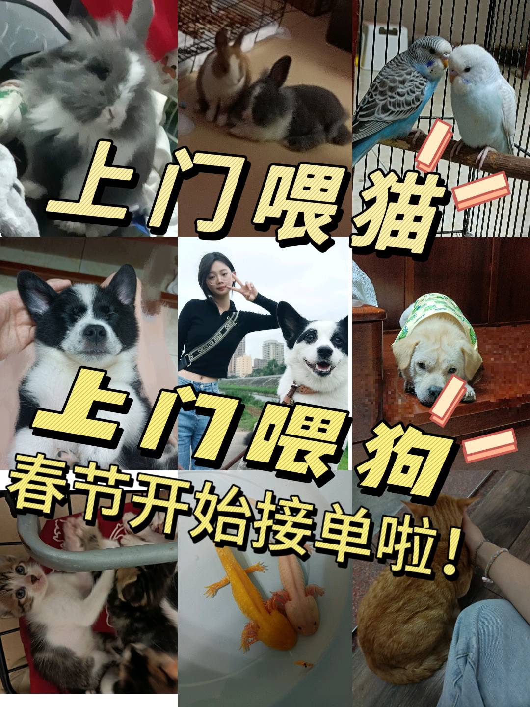 惠阳淡水春节上门喂猫喂狗开始接单啦!本人女时间充裕本人特别喜欢小动物宠主可以放心哟!,