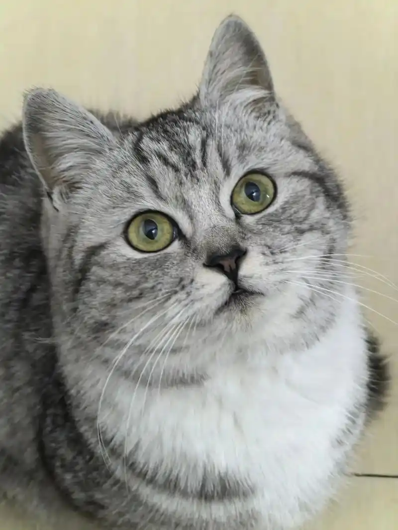同城帮忙喂猫狗也能帮遛小偿有人要吗