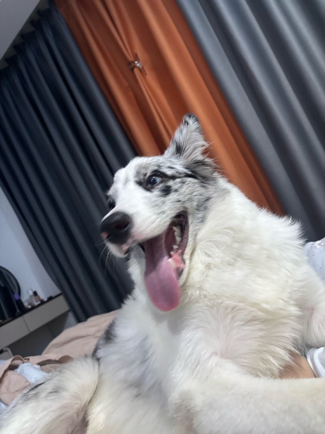 狗狗萌宠档案