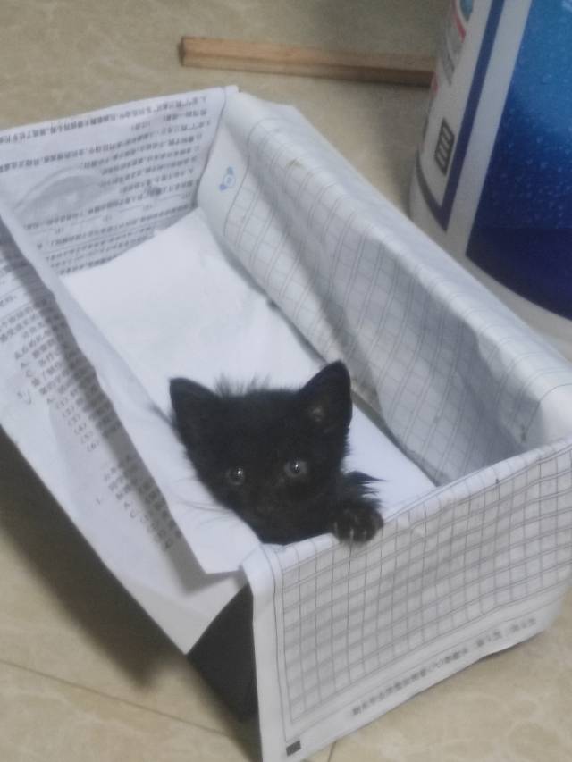 猫猫其它