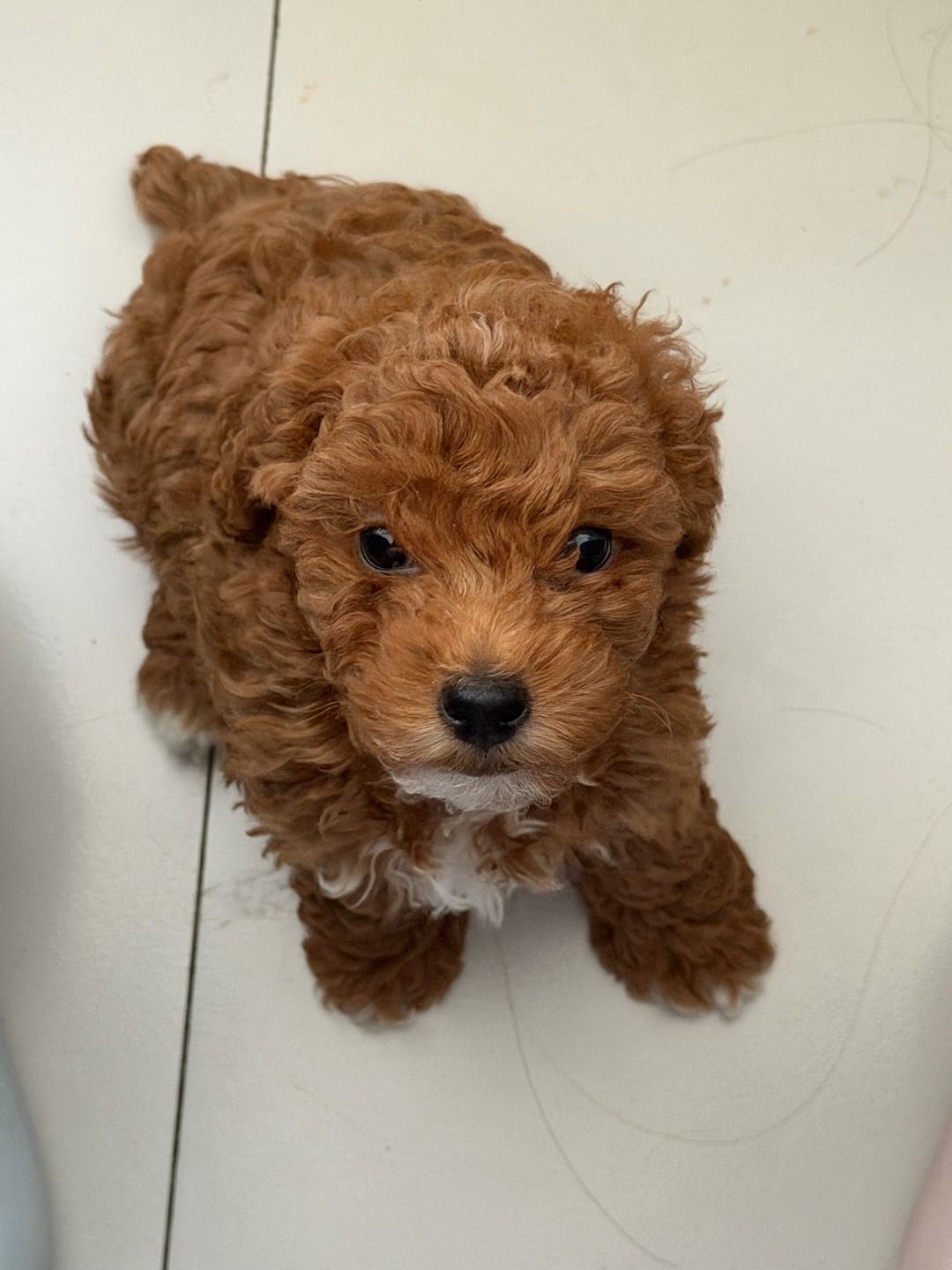 狗狗泰迪犬