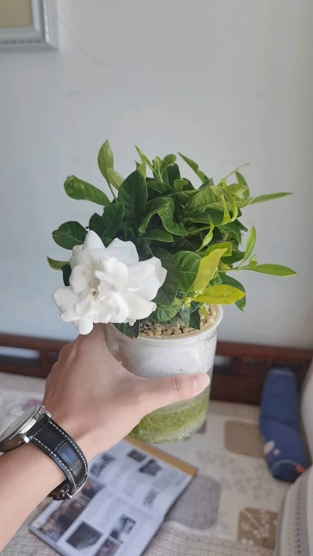 萌宠档案