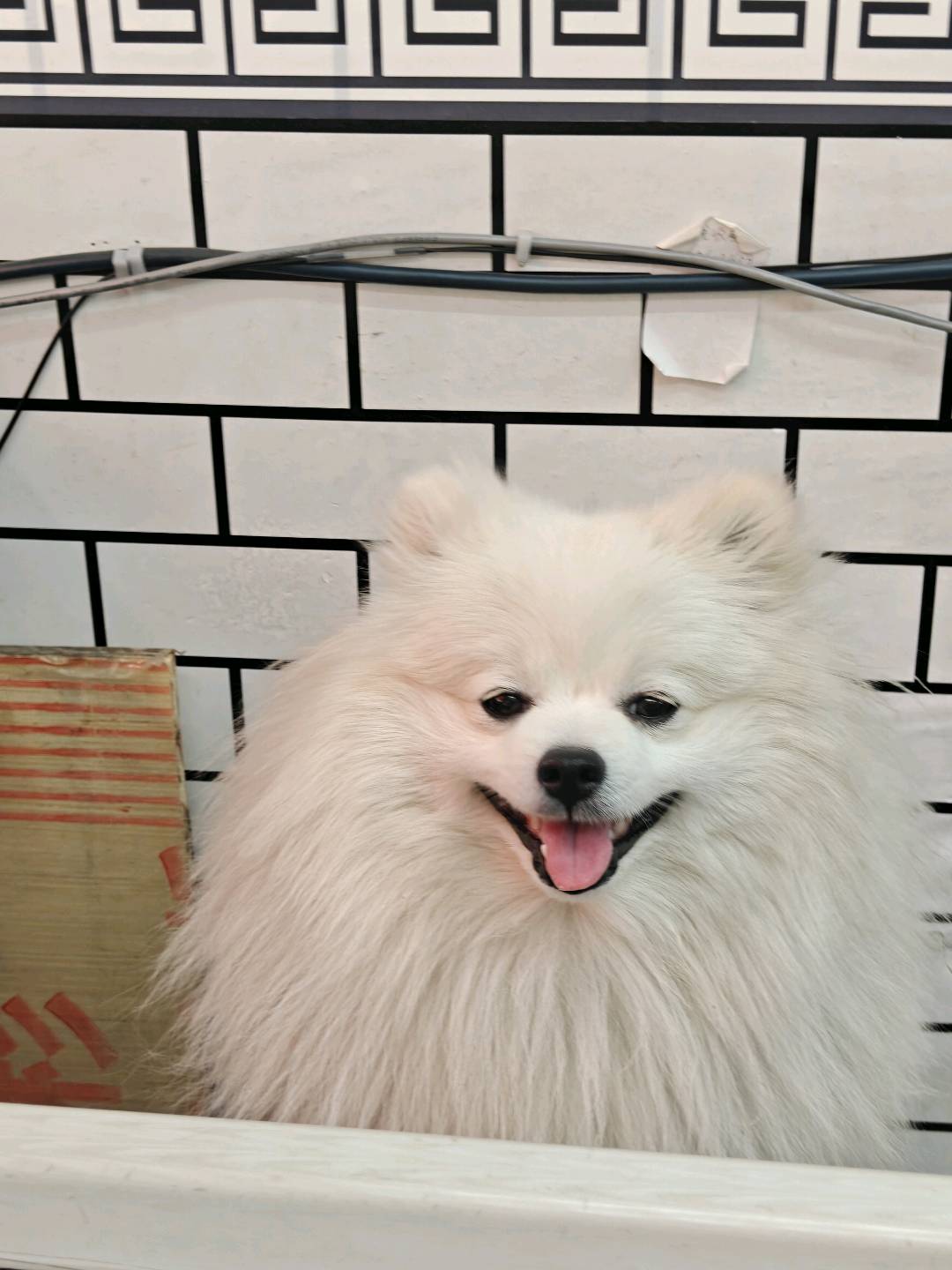 给狗狗找个女朋友。只限同城。