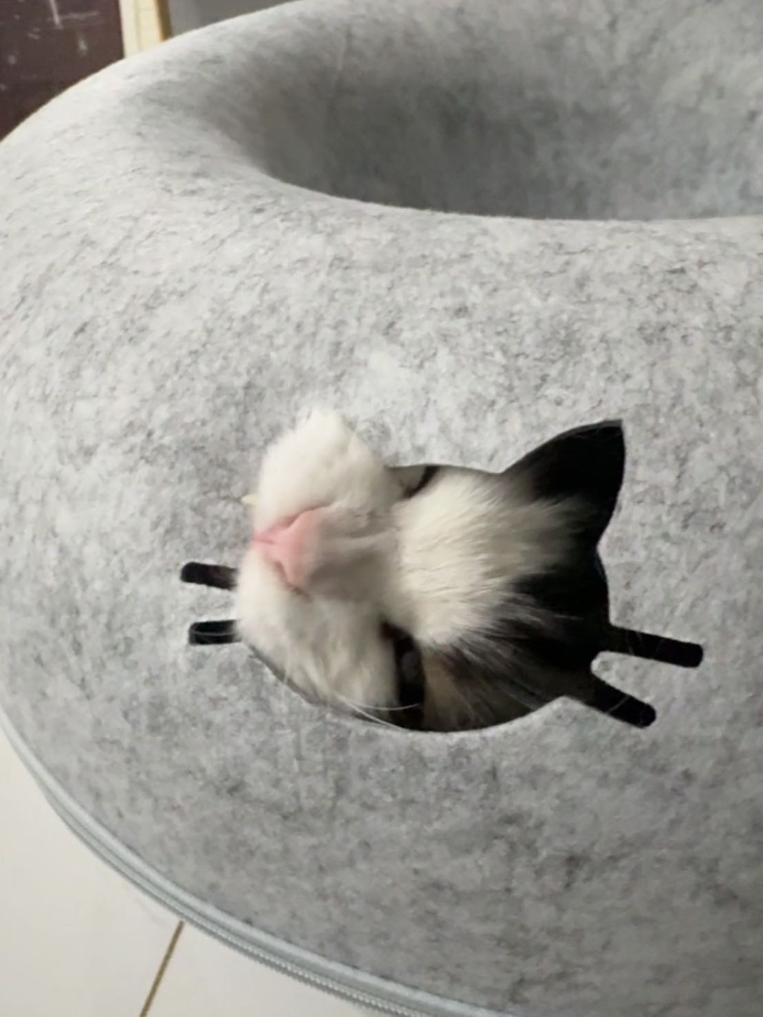 猫猫萌宠档案