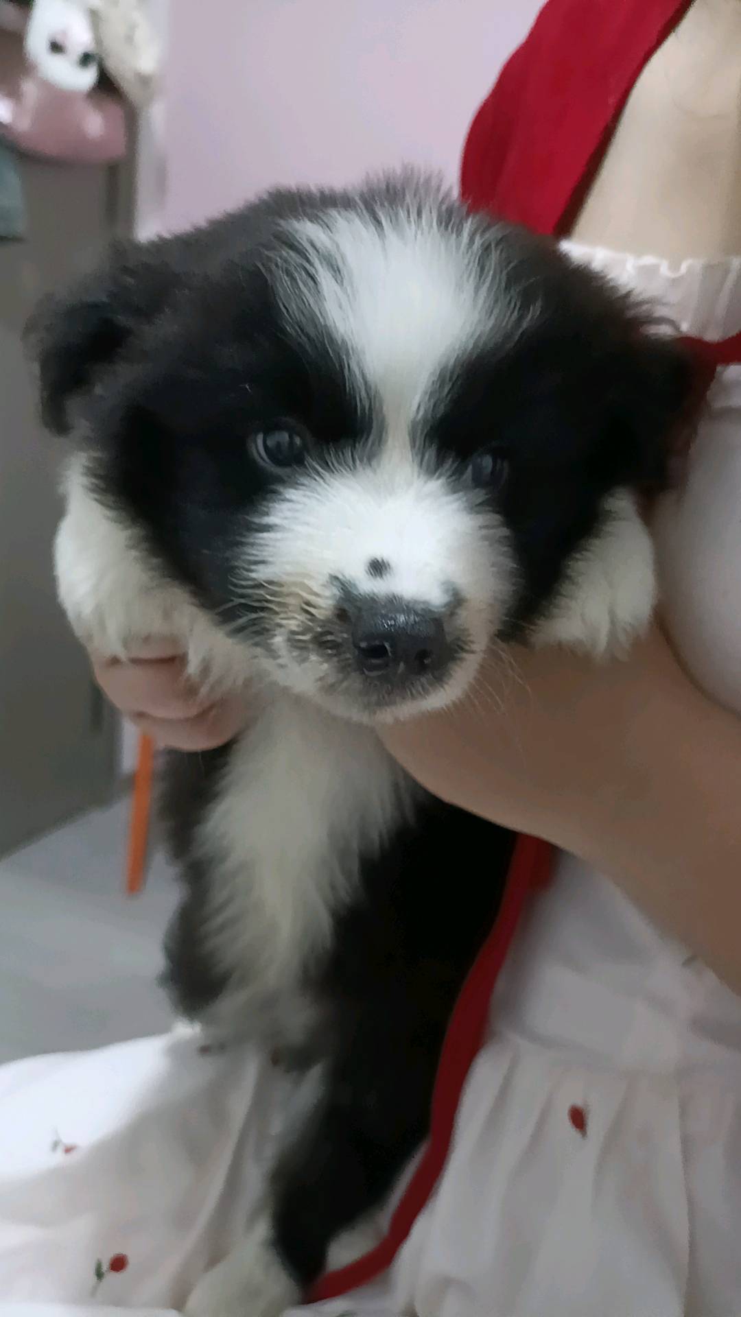 精品黑白边牧。双蓝眼，七通三白。不知道的可以去查一下什么意思。俩月大的弟弟边牧，打了俩针疫苗。基本宠物店都很少有这种品相的边牧