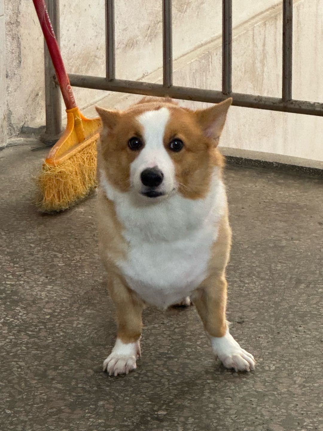 狗狗萌宠档案