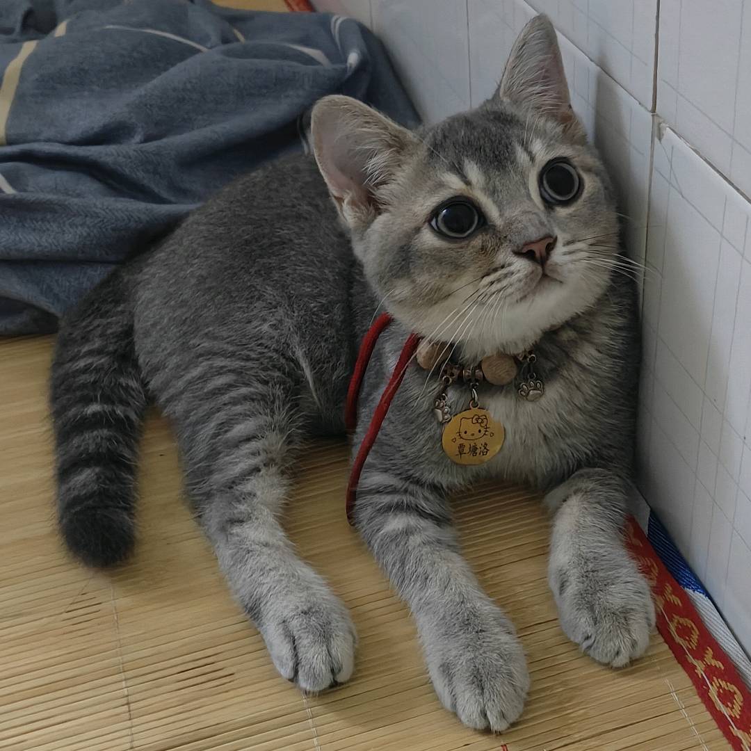 猫猫萌宠档案