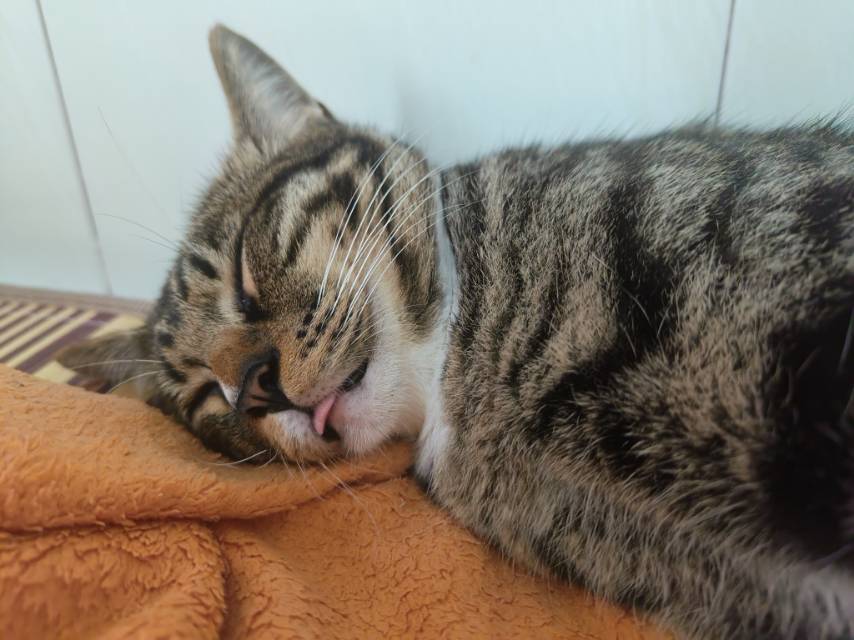 狸花猫。胆子小