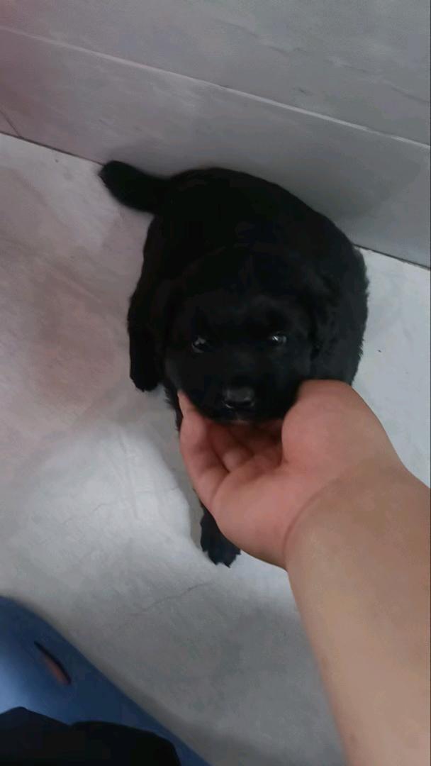 大丰本地纯黑中华田园小母犬，6月6日出生刚满月，从小羊奶喂养，身体健康性格温顺，长大看家护院很合适。***00元仅补贴奶…