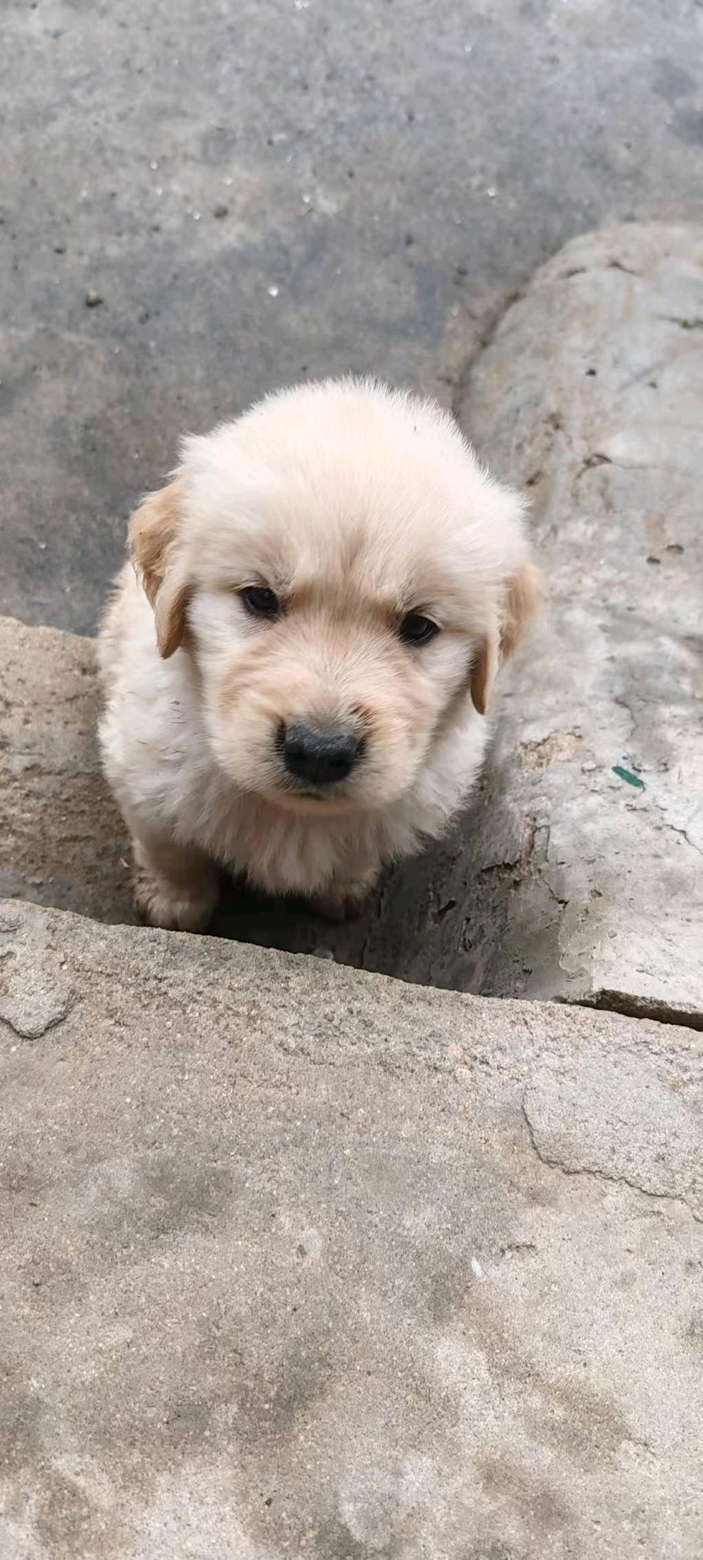 狗狗金毛犬