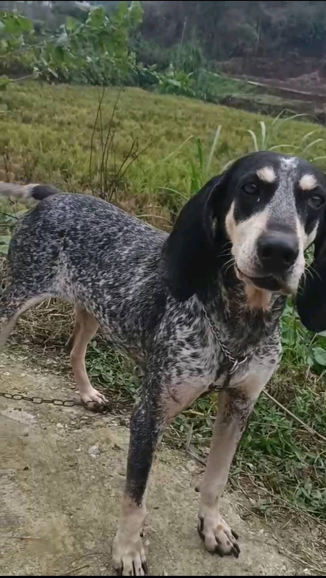 蓝斑犬