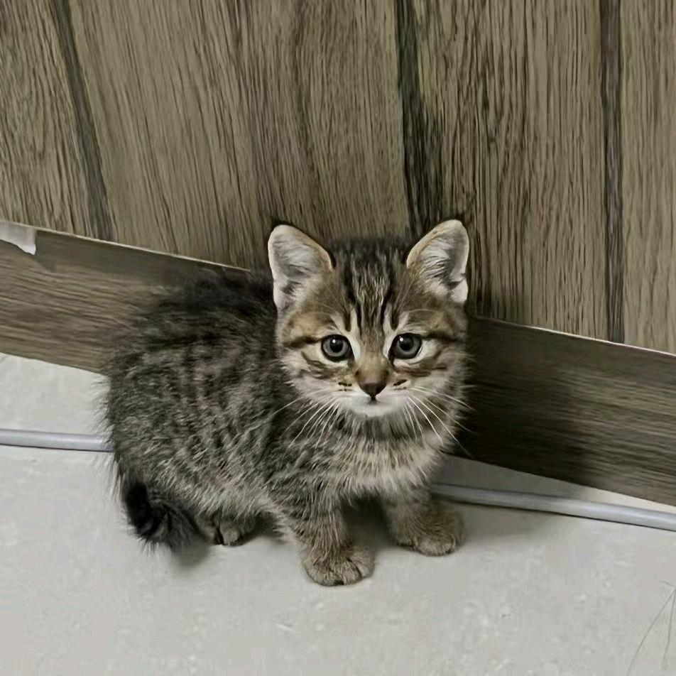 上门宠物喂猫