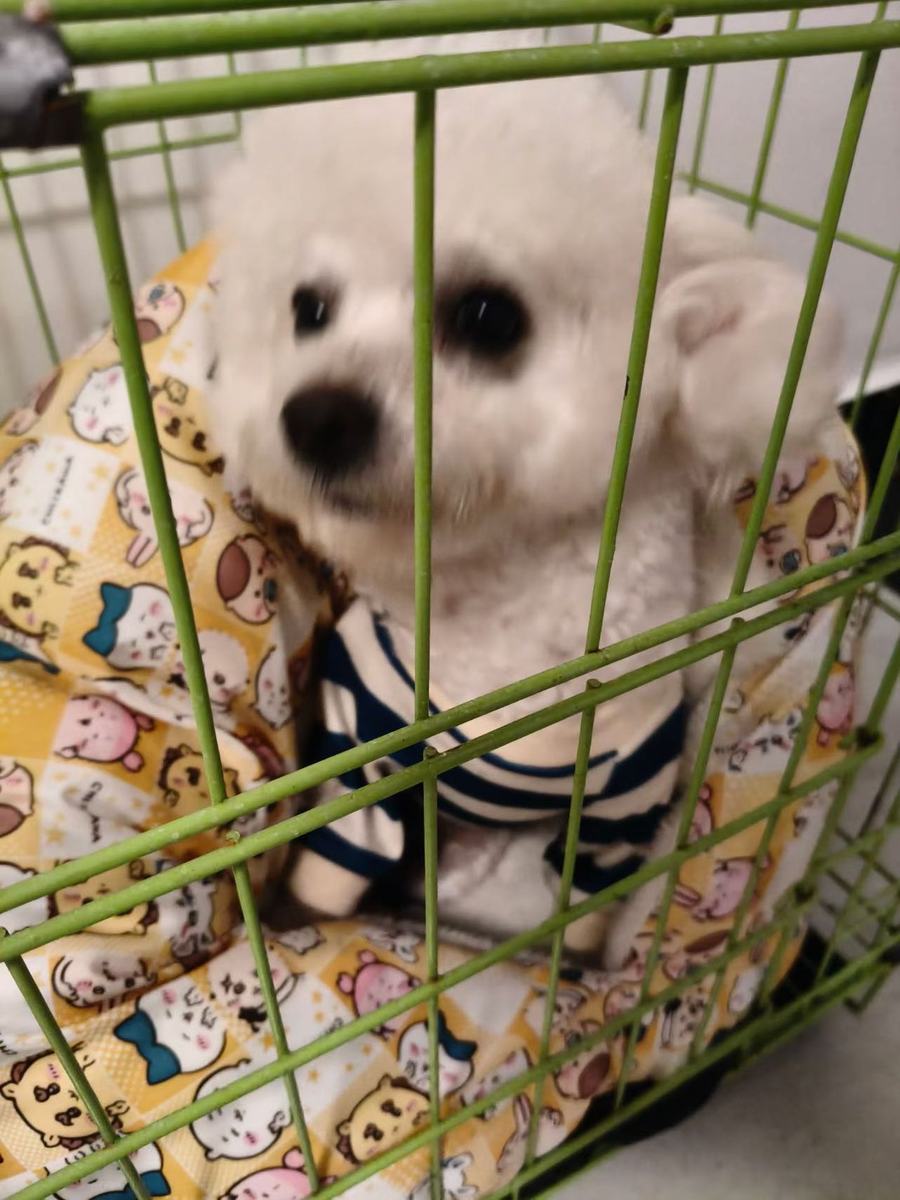 狗狗比熊犬