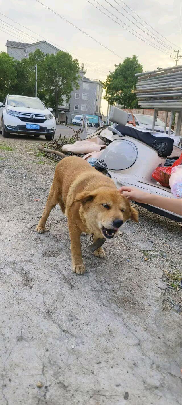 本人可以上门代喂猫喂狗服务，薪资可议，主要是很喜欢猫狗