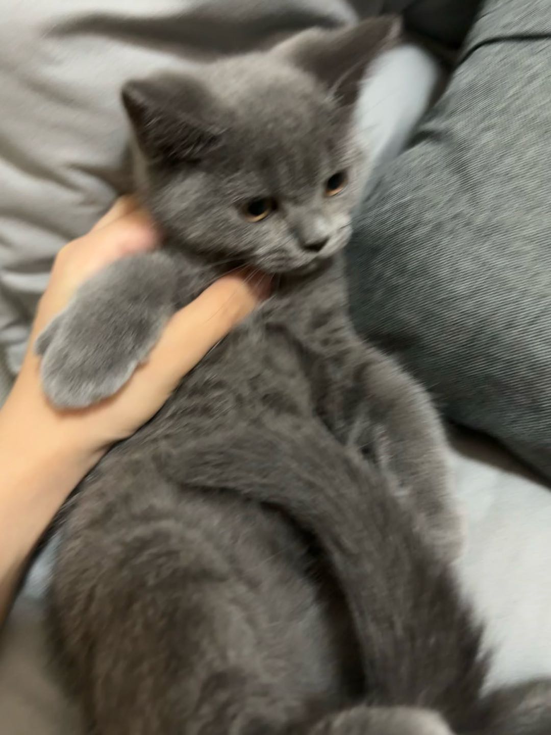 刚买回来的是自己家生的一窝小猫跟家里的猫打架呀，便宜出了，实在是养不了，没什么毛病