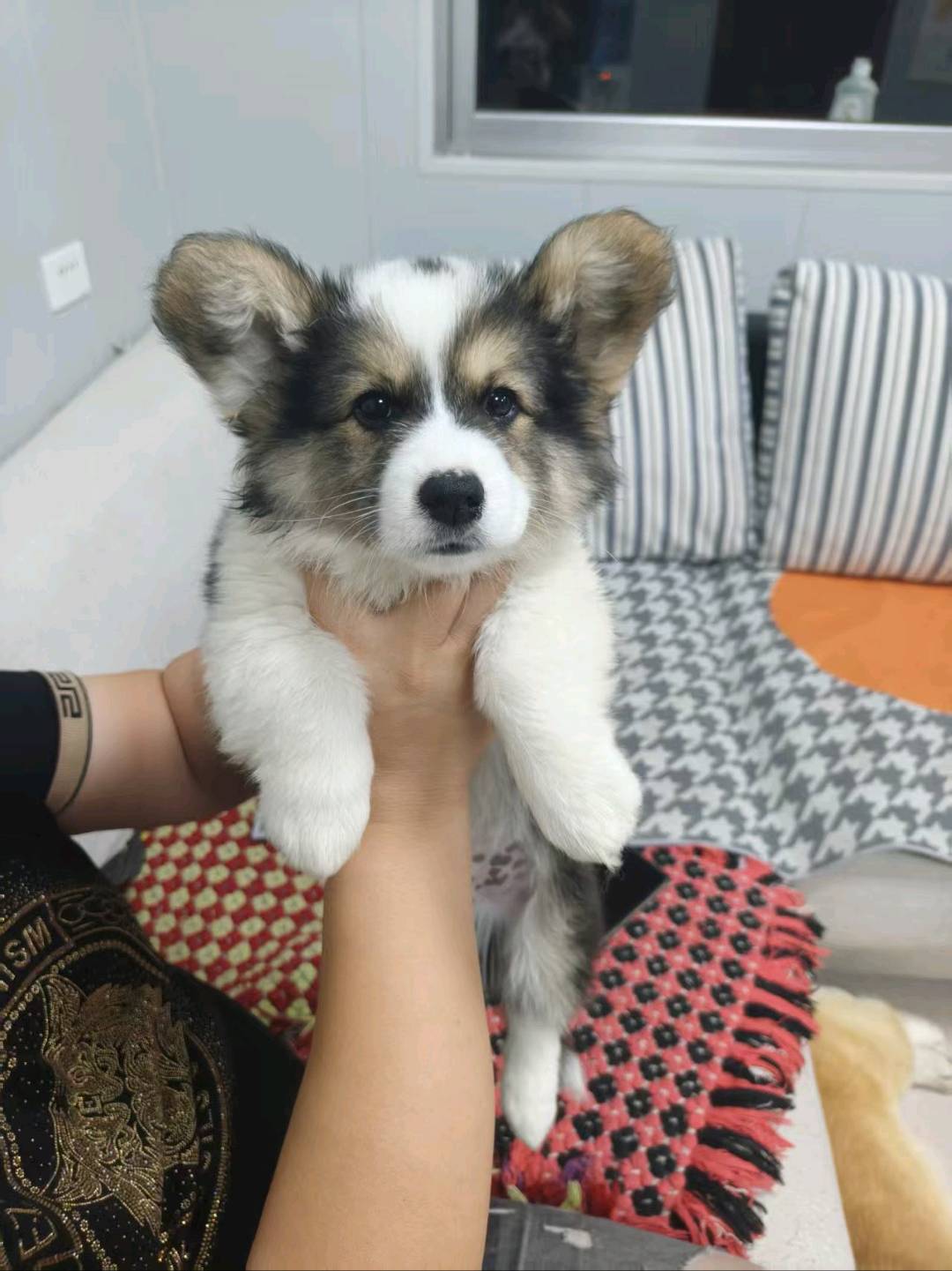狗狗柯基犬